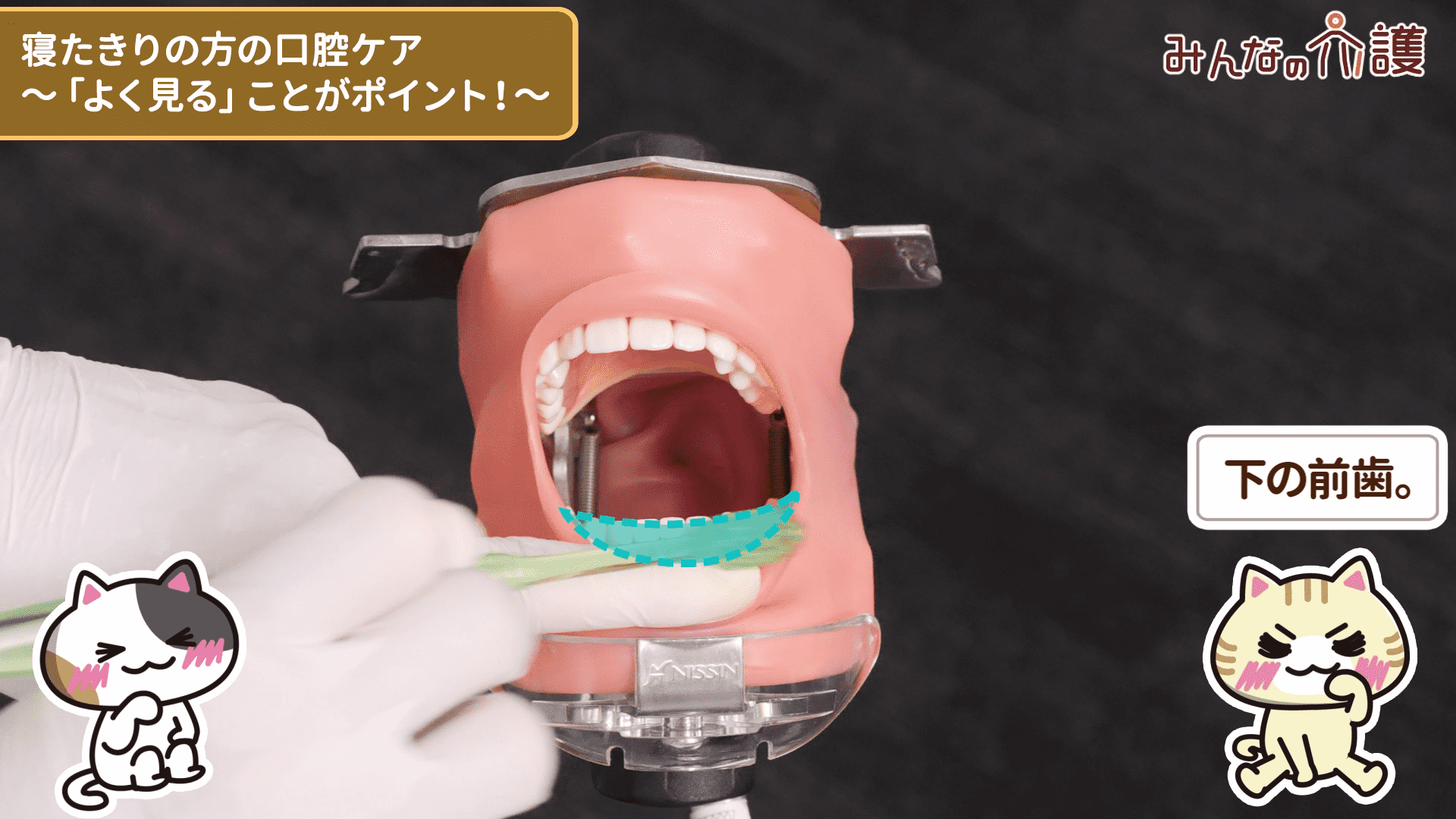 下の前歯を磨いている様子
