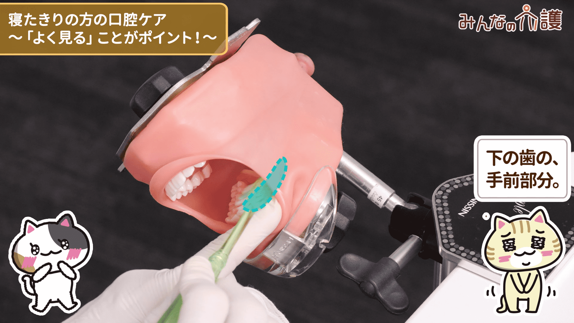 下の歯の、手前部分を磨いている様子