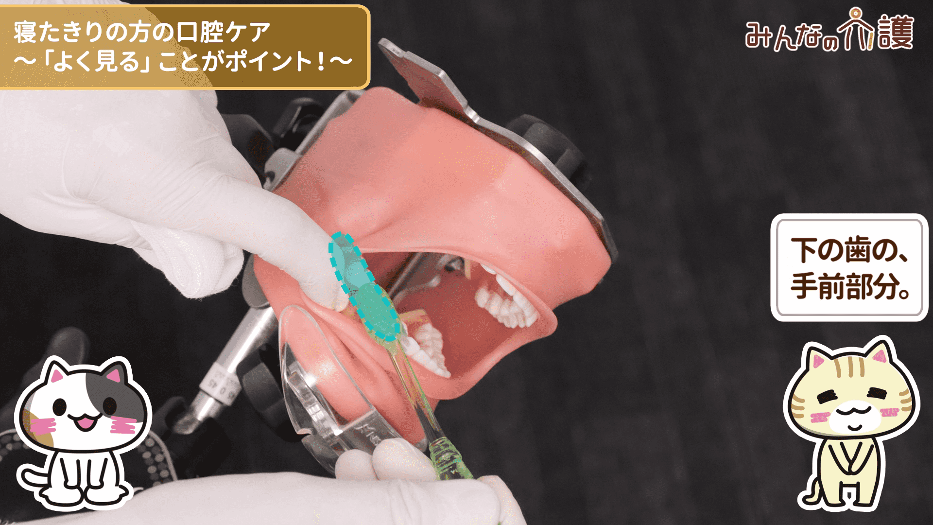 下の歯、手前部分を磨いている様子